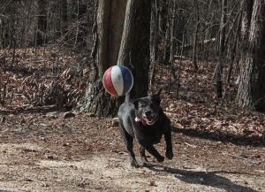 This is what I like to do. I chase the ball, cause I am fast.